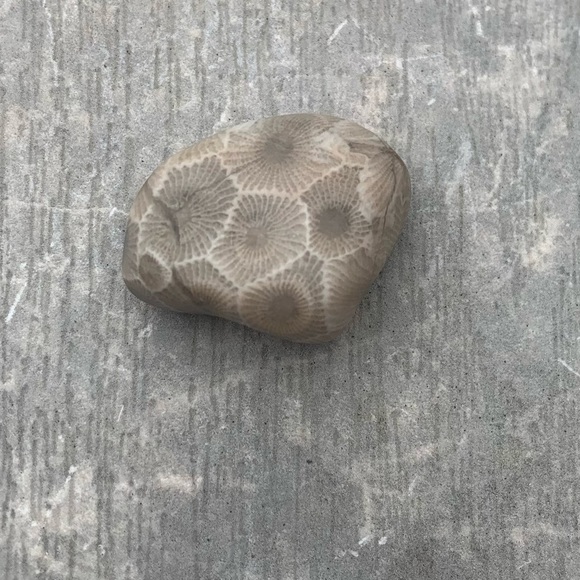 Petoskey stone - Picture 3 of 4